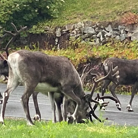Vakker Og Romslig Pa Kvaloysletta Apartment *